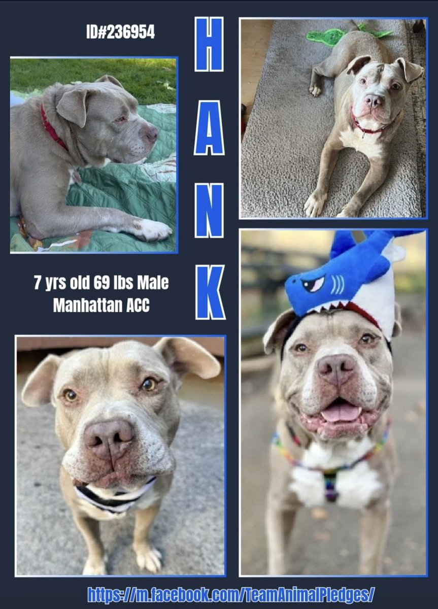 BeeDoDoobieDo's tweet image. YAY - after 25 days they changed his name to Hank.
🤔Gertrude was nice for awhile, but Hank is definitely fitting for this 🩵🩶low maintanance dude🤗
Hank is laid back, friendly and a good sport - the perfect roommate who is happy to
eat your 👨🍳🍳cooking!
You really need to meet…