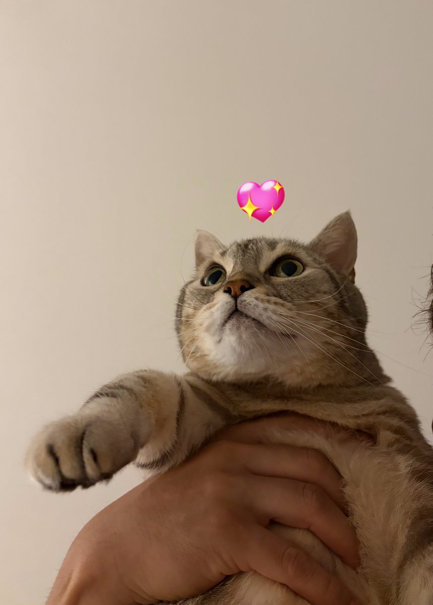ceolmh3's tweet image. 오늘은 저희집 막내 
귀염둥이 호두 생일입니다 
아직도 제 눈에는 애기같은데
벌써 11살이네요 🥲🥲
건강해라 호뚱아 💕💕😻😻