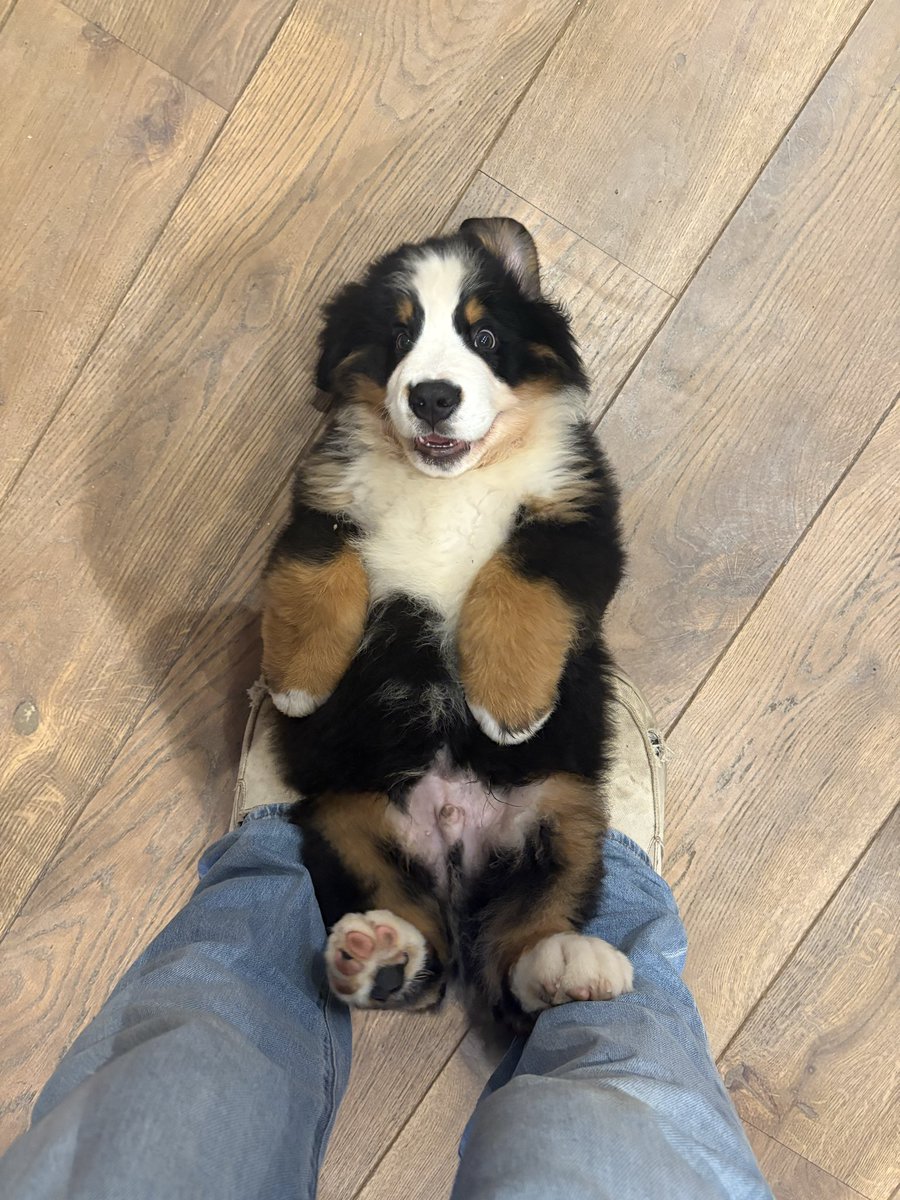 The cheese hound is getting bigger… #TheWifesDog #CouldPullAPlough #FarmingDogHesNot