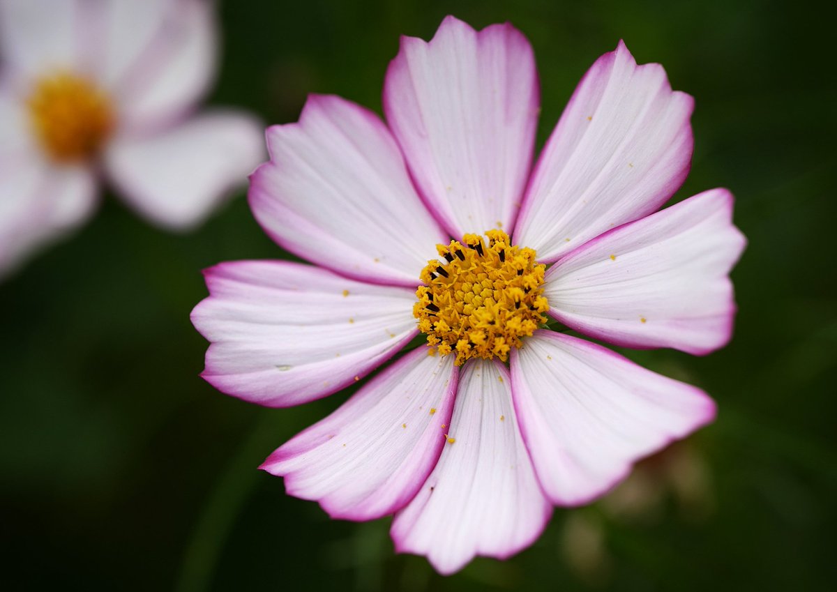 Momoi_Yasuhiro's tweet image. おはようございます
#TLを花でいっぱいにしよう #キリトリセカイ
#花写真 #秋桜 #コスモス #Cosmos
#flower #SnapShot #photo #photograghy #SonyAlpha