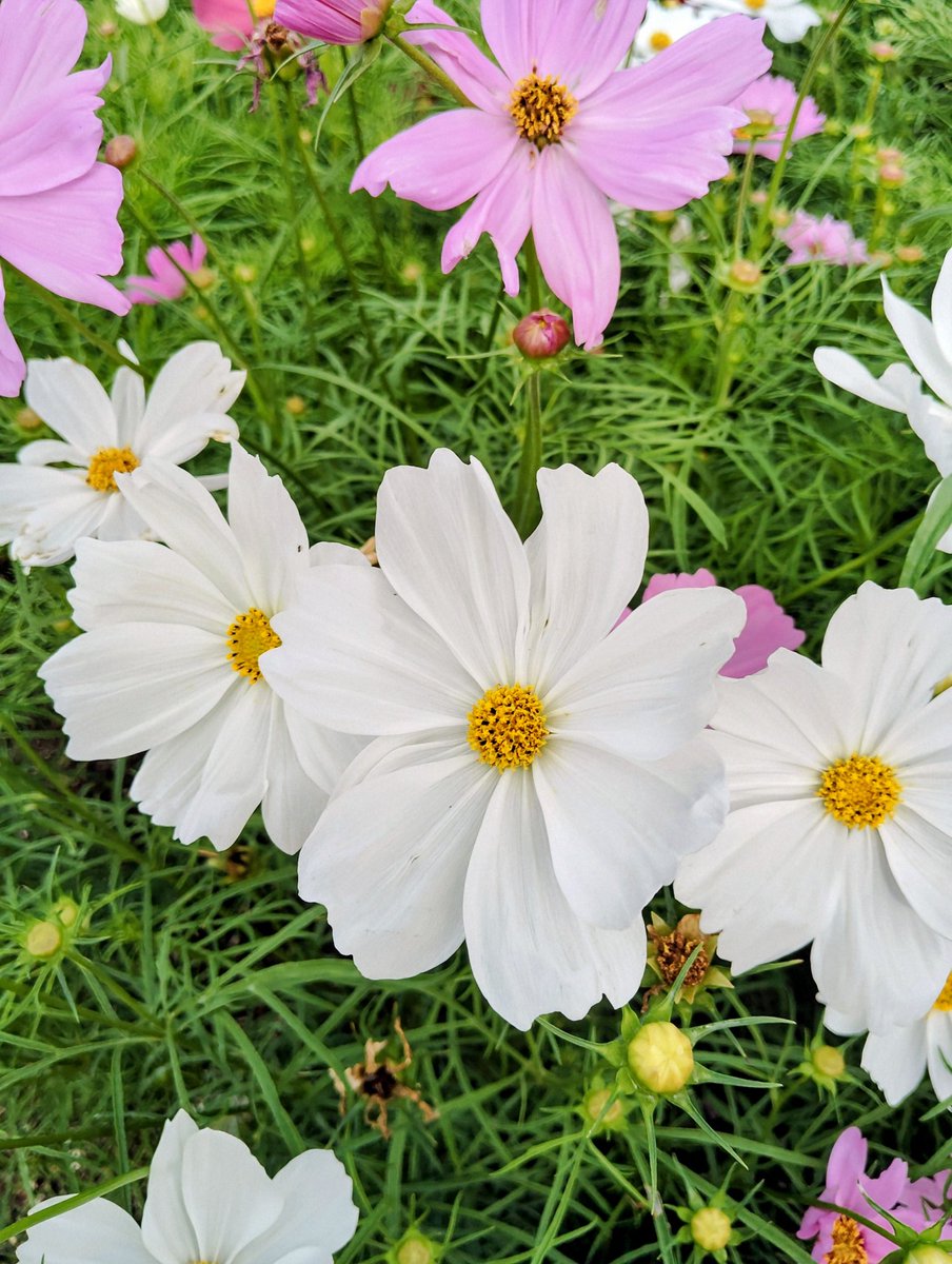 FWLMacZ95u95352's tweet image. #flowers📸🌿🌸🌻
Unknown
Flowers are nature’s language and poetry for the soul.
🌺📖 #NaturePoetry #Soulful