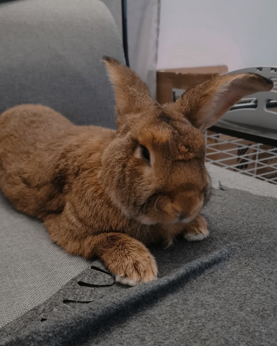C_ceefee's tweet image. Today&apos;s soft and heartwarming moments are mine 🐇✨
#pets
#love
#instagood