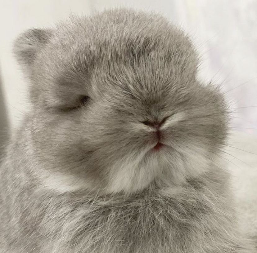 Bunnies (@bunnies) on Twitter photo 