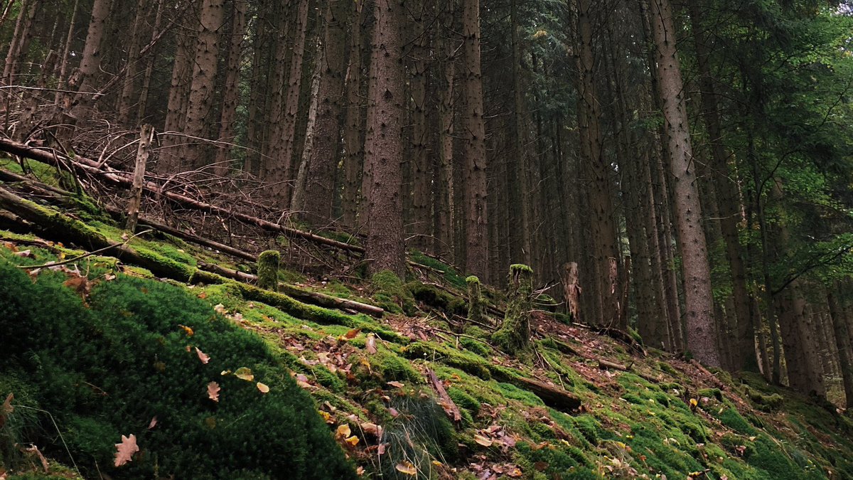 วันนี้ไปเดินป่าสำรวจเส้นทางใหม่ใกล้กับทะเลสาบแห่งหนึ่ง พกกล้องส่องนกกับหนังสือเห็ดไปด้วย ระหว่างทางเงียบสงบแทบไม่มีคนเลย บรรยากาศฤดูใบไม้ร่วงก็ดีมาก ได้เดินช้าๆ สังเกตธรรมชาติ เป็นวันที่ดีจริงๆ