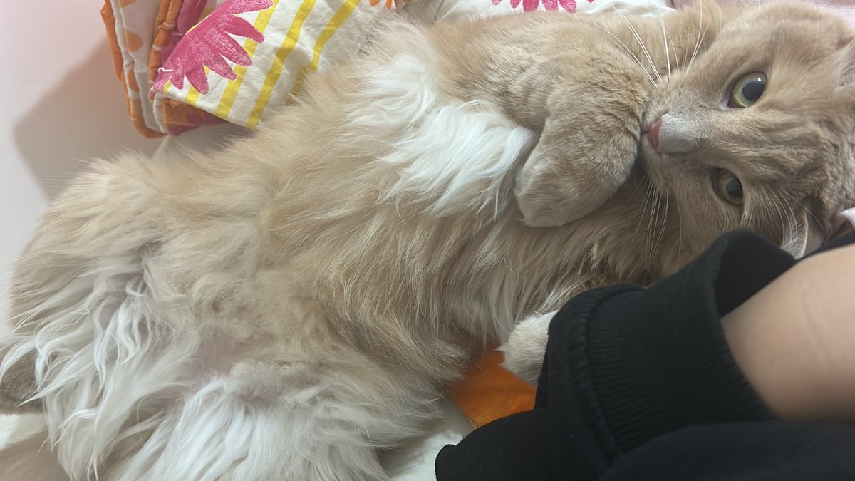 Ama anne nütfeeeenn bilas daha yas mamikkkkk