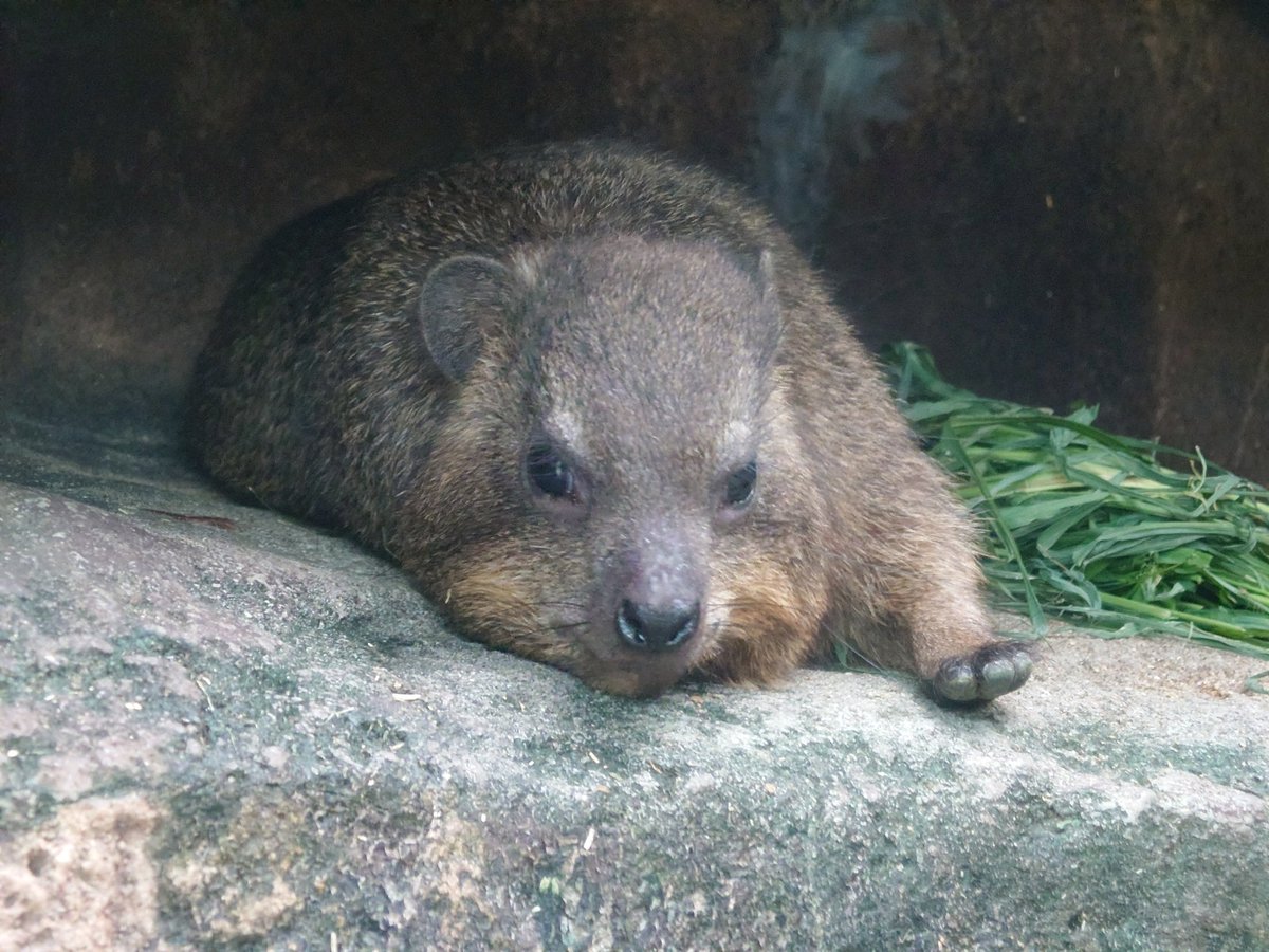 kappashan13's tweet image. ハイラックスの追憶20220718
#コロッケ　#天王寺動物園
#ケープハイラックス　#procavia 
#hyraxes 
#minnanotennojizoo