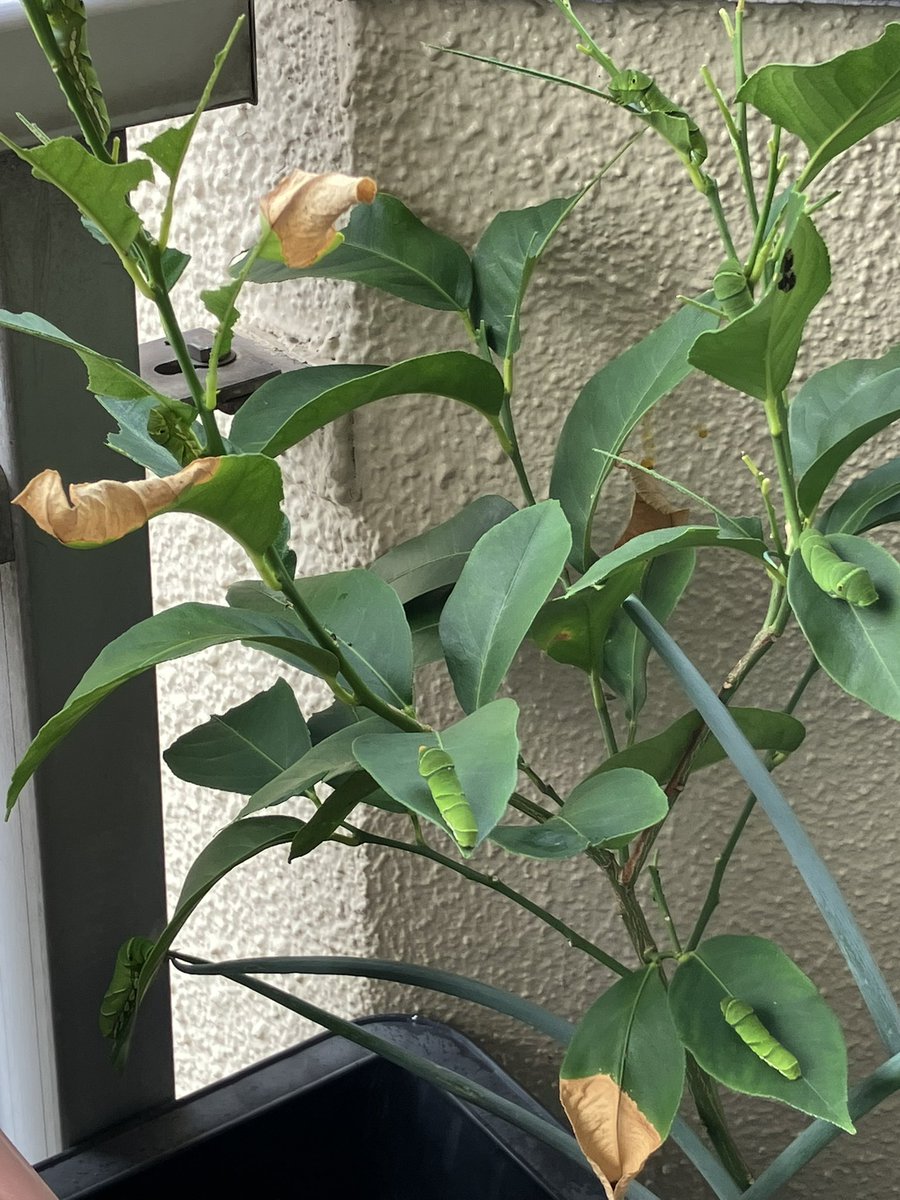 qsm0610M's tweet image. アゲハ蝶の幼虫11匹おってビビってんねんけどwww
なんかあれー？こんな葉っぱハゲ散らかしてるのなんでや？？？って思ってよく見たら11匹wwwwwてか見るたび更新してる気がするから、何匹かわからんwwww