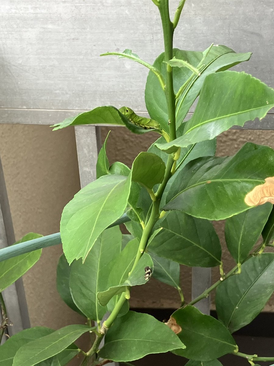qsm0610M's tweet image. アゲハ蝶の幼虫11匹おってビビってんねんけどwww
なんかあれー？こんな葉っぱハゲ散らかしてるのなんでや？？？って思ってよく見たら11匹wwwwwてか見るたび更新してる気がするから、何匹かわからんwwww