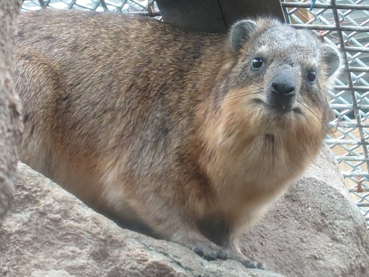 kappashan13's tweet image. ハイラックスの追憶20221012
#ブラーラ　#天王寺動物園
#ケープハイラックス　#procavia 
#hyraxes 
#minnanotennojizoo