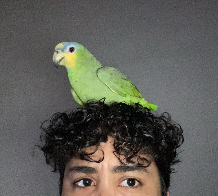 tem um priquito na minha cabeça