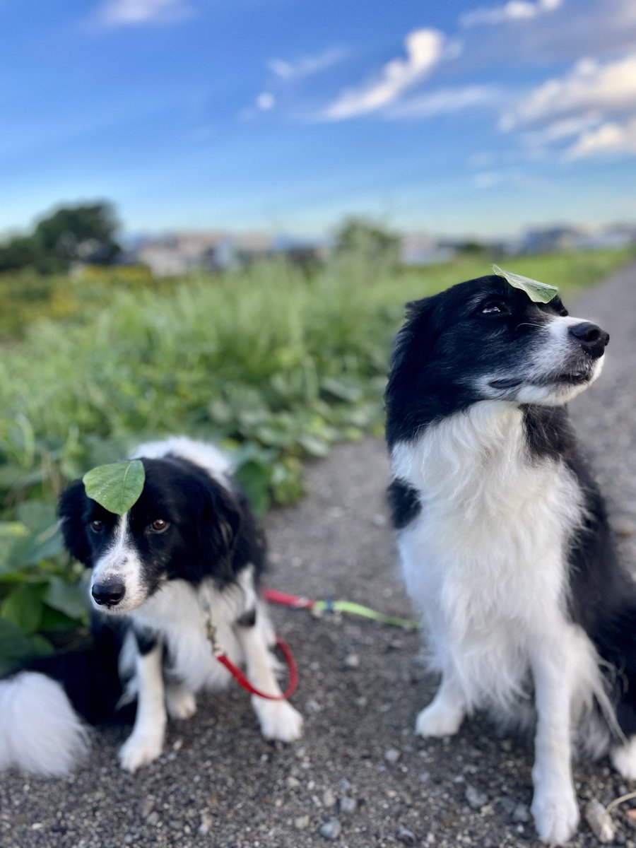 ink0Sammy's tweet image. 朝んぽ

#ボーダーコリー  #bordercollie
#保護犬 #元保護犬 #里親になりまして #犬のいる暮らし  #多頭飼育

競技会だったけど,ワシの帯状疱疹悪化で断念💦
実のり🍎はデビュー戦だったけど次回へ｡
シロクロず  ごめんねぇ……

痛い｡