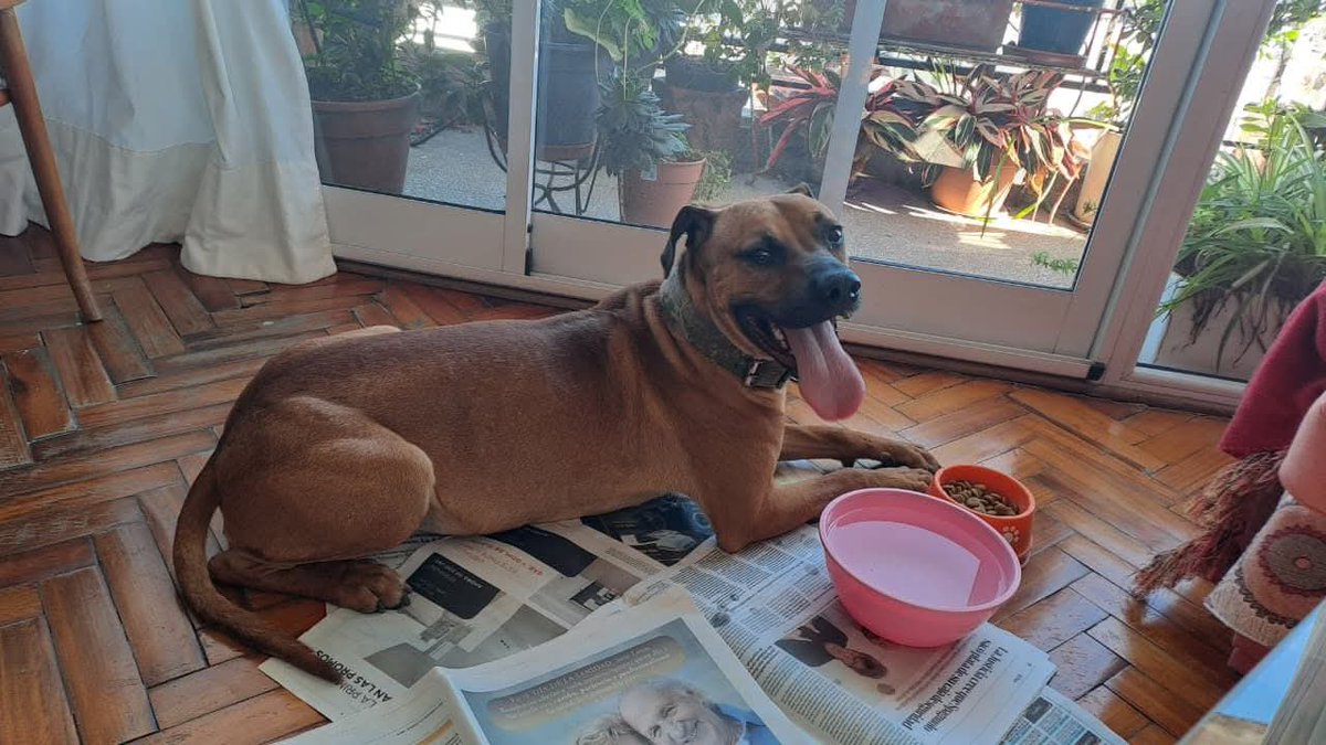 patripeyrou's tweet image. Hola, buenas! Me acabo de encontrar este perro perdido en Bartolomé Mitre entre Rodríguez Peña y Montevideo.
No tenía placa, solo el collar.
No podemos quedarnos con el. 
Si saben  algún lugar que puedan tenerlo hasta que encuentren al dueño, 
1144950994
1144913765