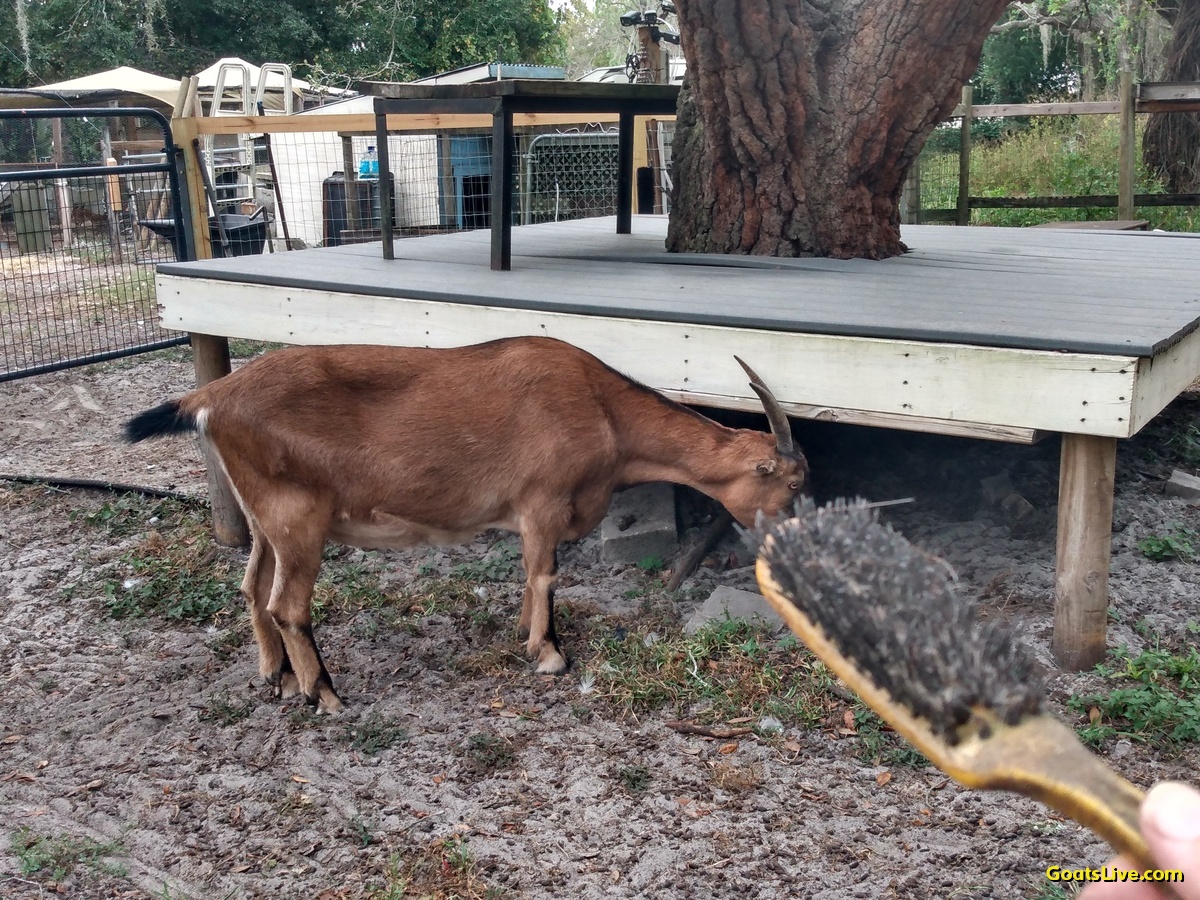 My offer to brush Violet this evening was refused. I left her alone as she requested.
今晩ヴァイオレットのブラッシングを申し出たが、断られた。彼女の希望通り、放っておいた。
#ヤギ #goats