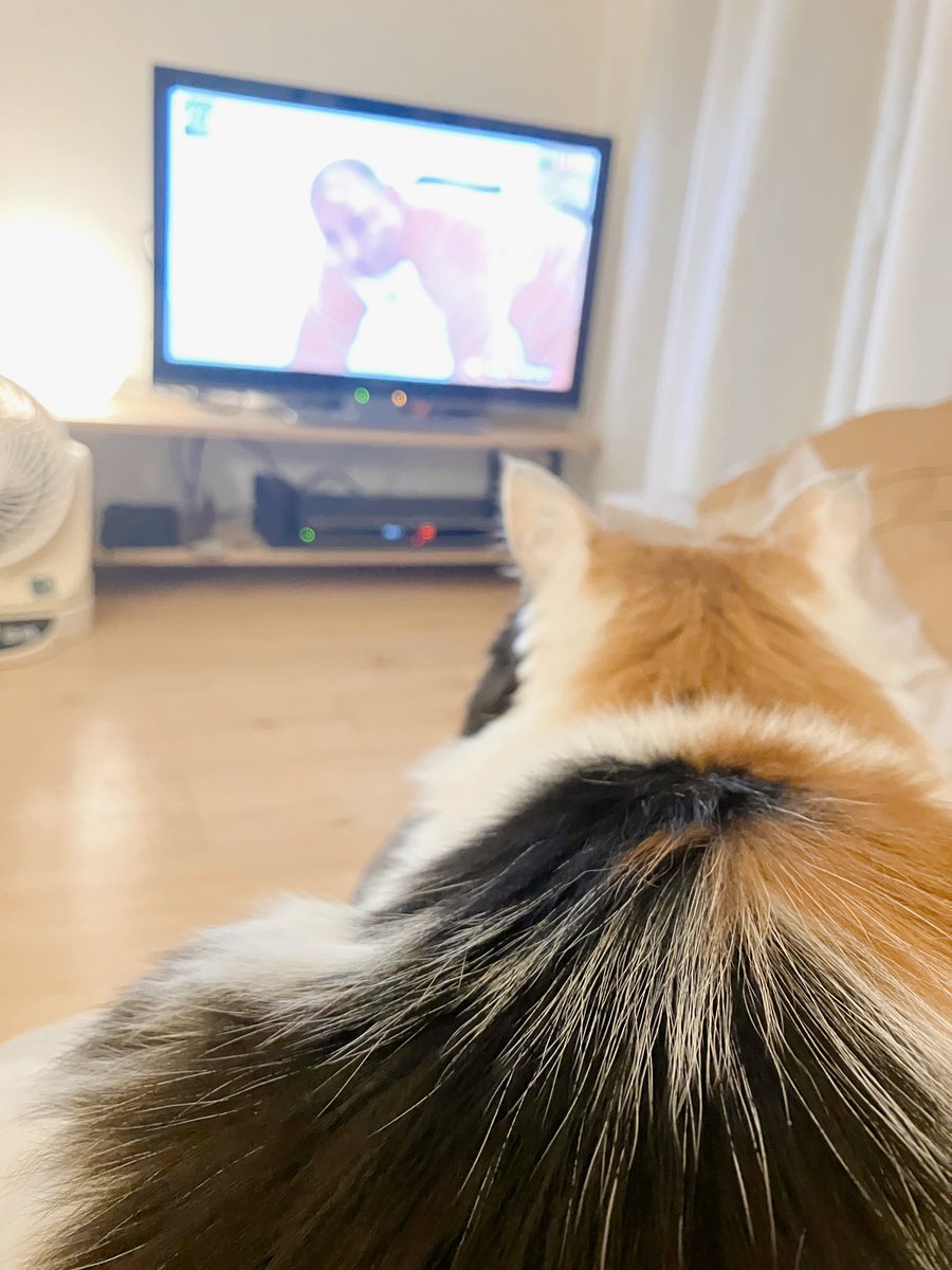 ine_arinaga's tweet image. 犬が反応しまくりというのを見ましたが、うちの猫もわざわざ起きてトム・ブラウンを見ていました

トム・ブラウンお疲れ様でした！！（単独見に行ってファンになりし奴）