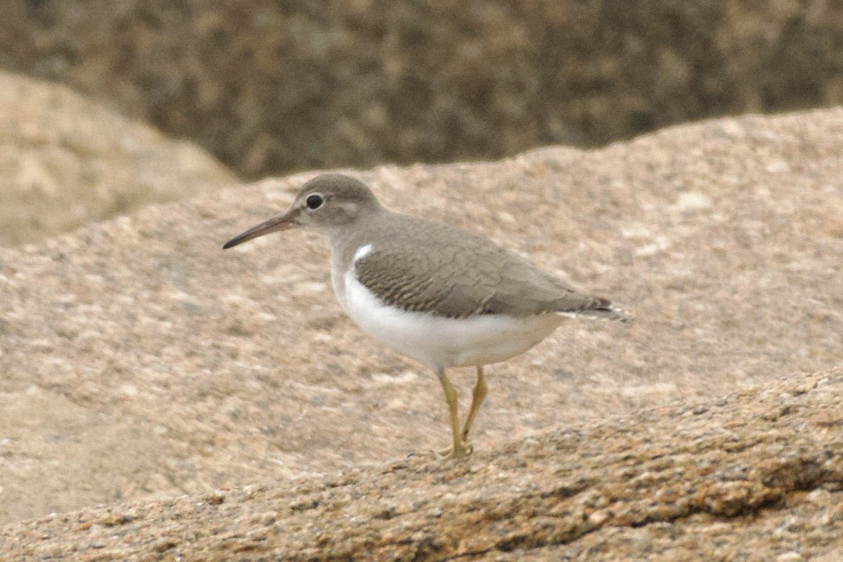 Spotted sandpiper on St Agnes, Isles of Scilly today <a href="/RareBirdAlertUK/">RareBirdAlertUK</a> <a href="/ScillyWildlife/">Isles of Scilly Wildlife Trust</a> #BirdsOfX #birdwatching #BirdsSeenIn2025