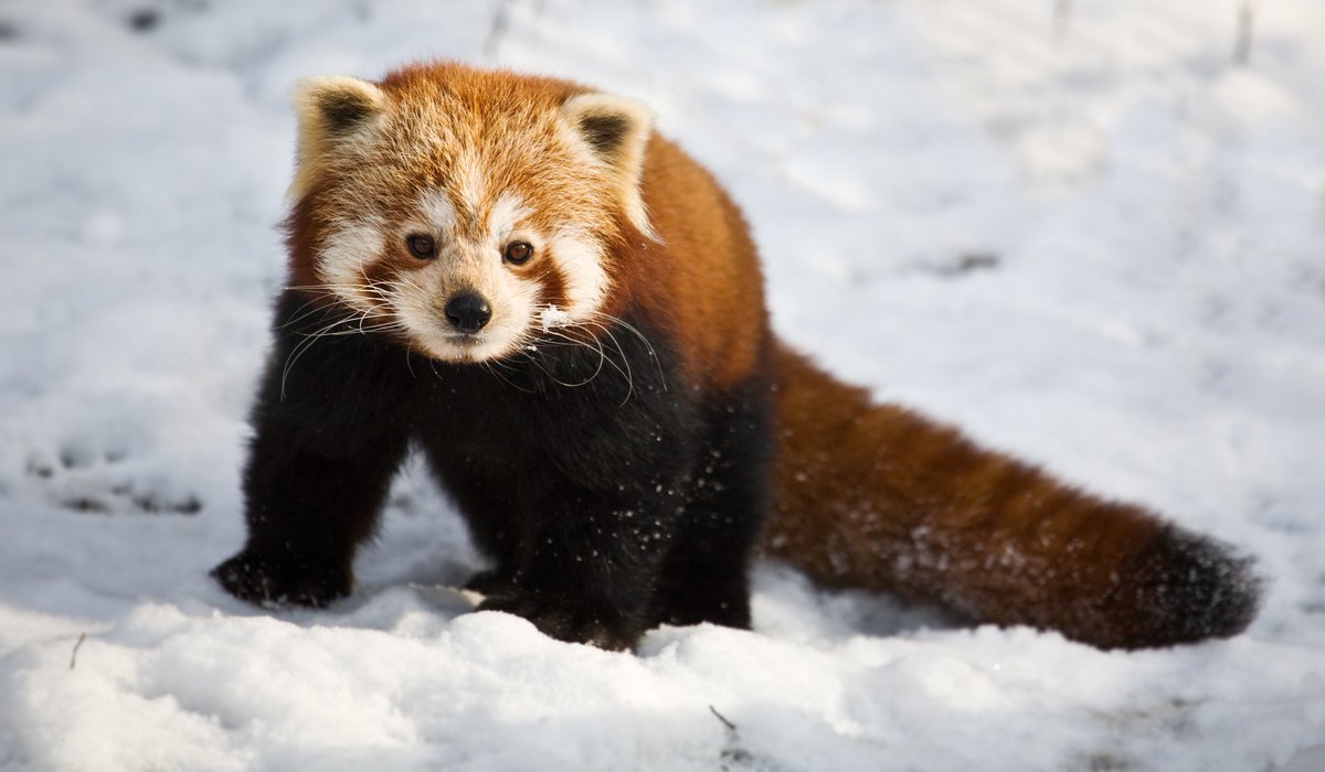 RedPandaEveryHr's tweet image. 