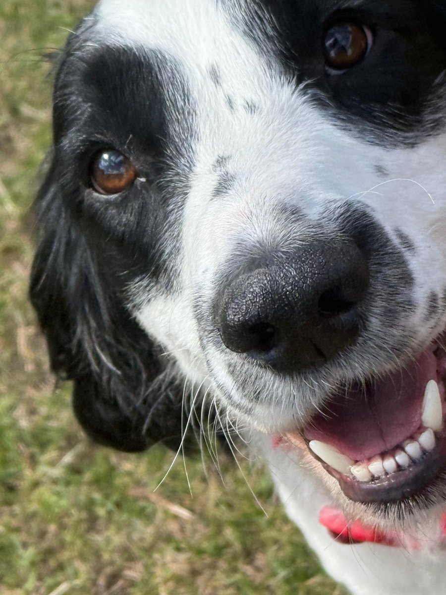 Carter_LikeDan's tweet image. SNOOPY HERE!!! HELLO!!! Aren’t I ADORABLE!!! #dogsoftwitter #DogsofTwittter #dogsofx