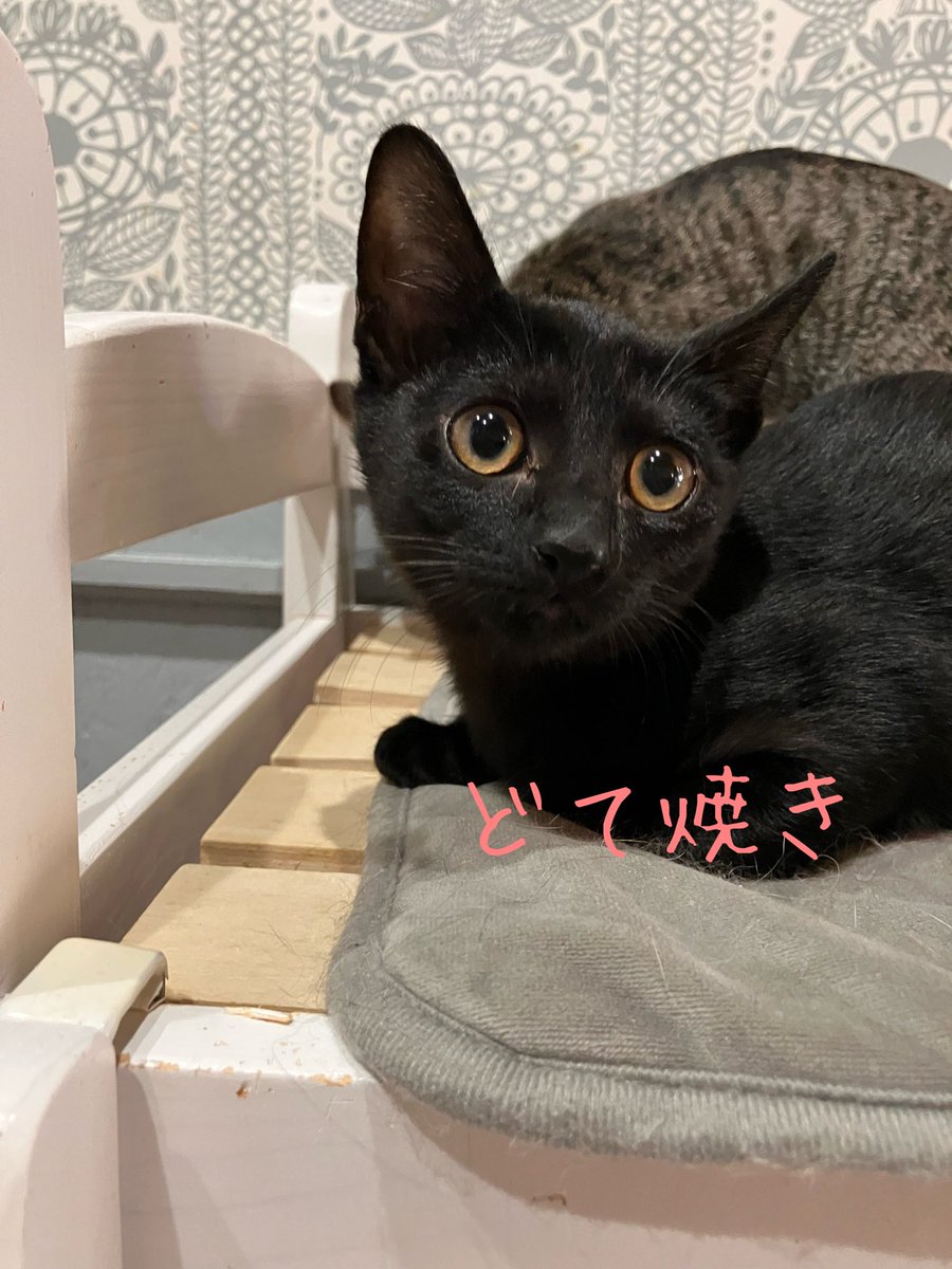 上野ここ　ねこたまご　白猫 珍妙白猫コンビショートライブ！ - YouTube