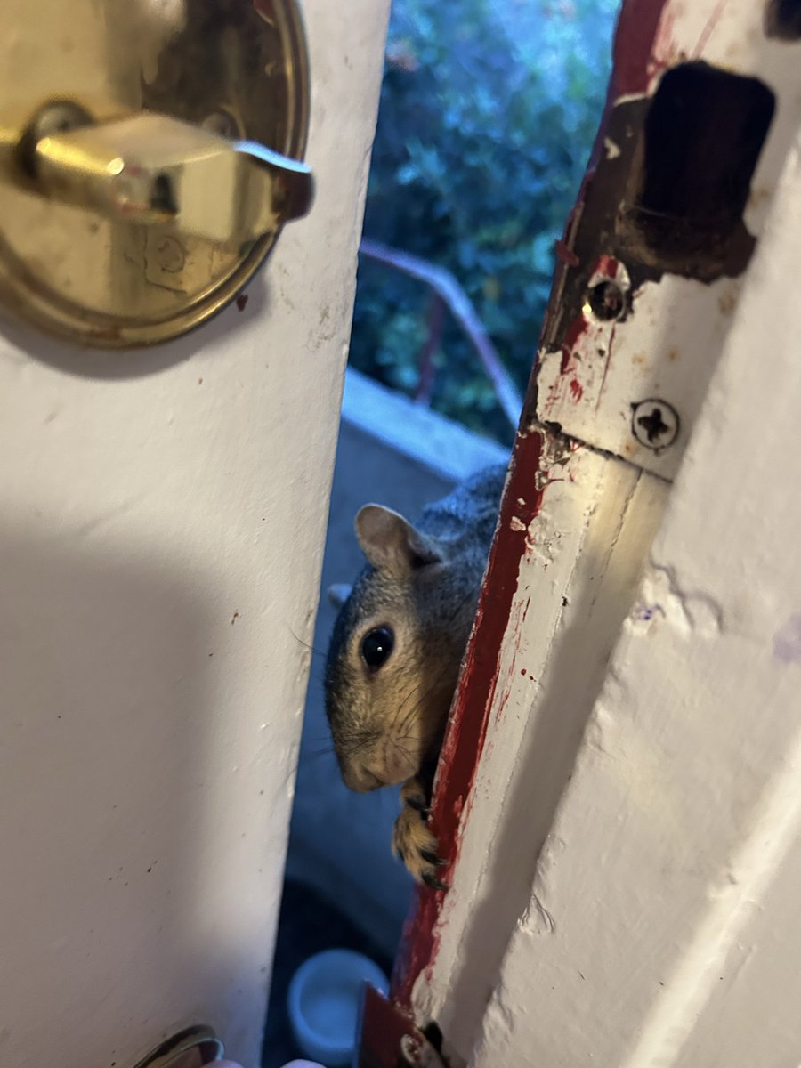 Reminder that your chances of being murdered in your own home by a squirrel are low, but not zero