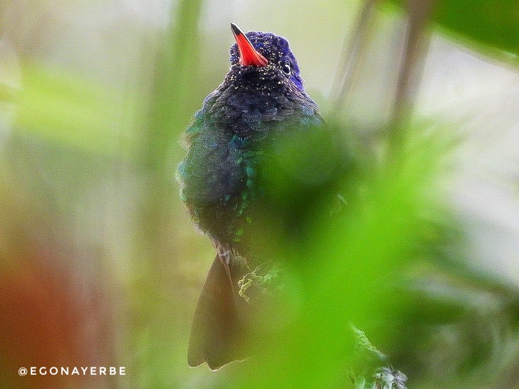 ✍🏻 Chrysuronia grayi
🐦 Zafiro cabeciazul
📍 El Tambo, Cauca