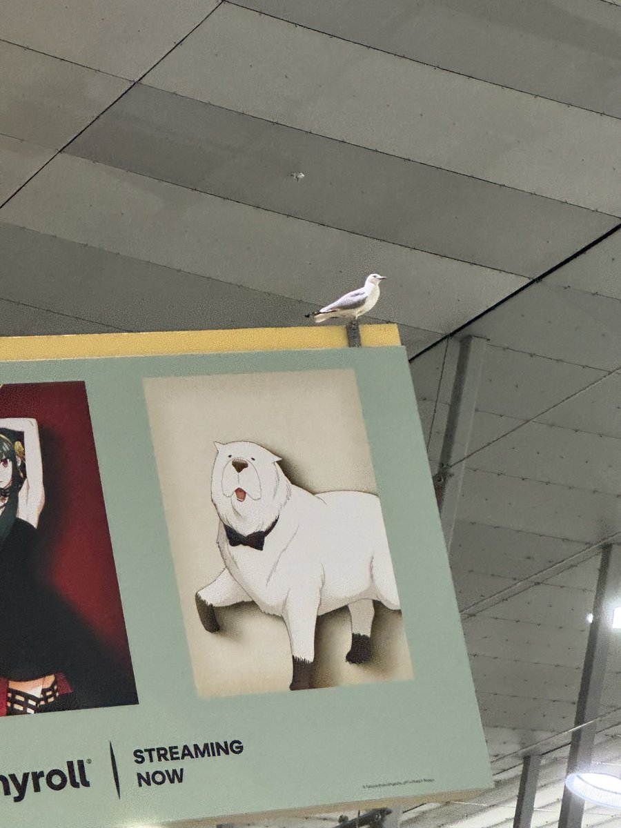 Just waitin’ for a mate  #paxaus