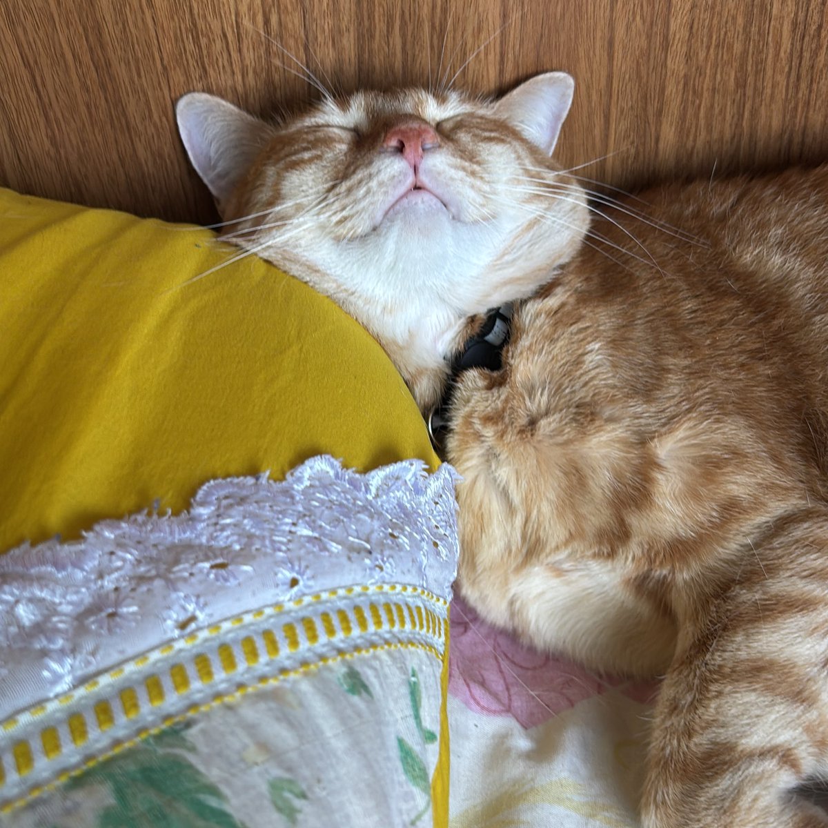 pcd forever tweet media