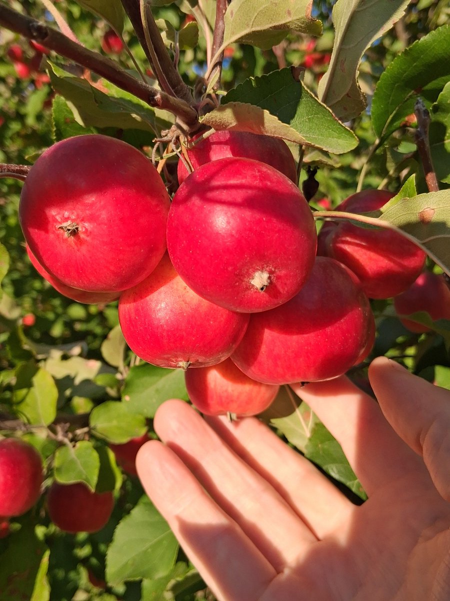 GnomonChronicl1's tweet image. Good afternoon from Ely, Minnesota
Saturday, 11 October 2025
5:25 pm
57°F / 14°C
Precipitation: 0%
Humidity: 37%
Wind: 10 mph / 16 kph
Skies clear
Apples