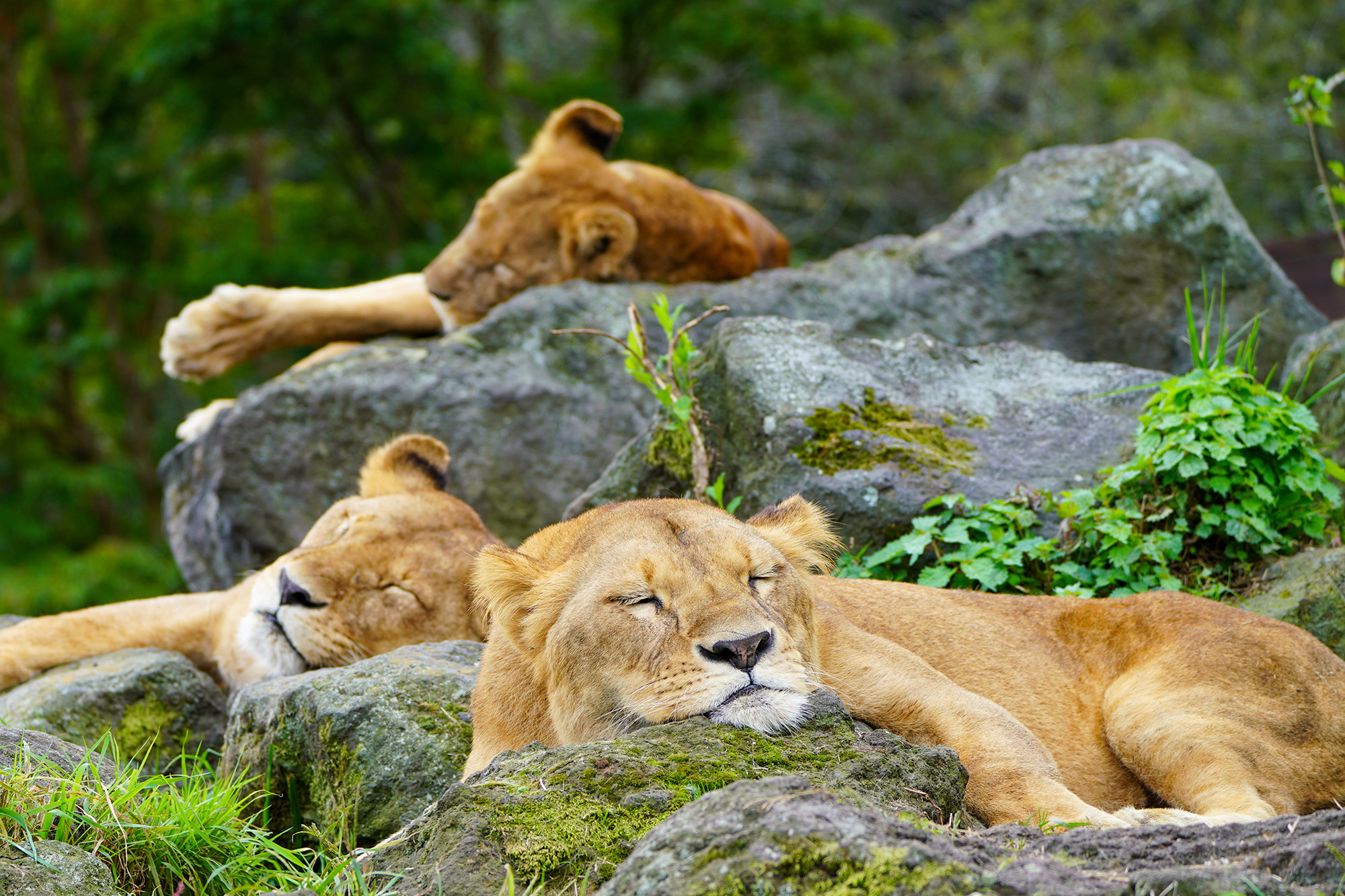 しばライオン 静岡市立日本平動物園 on X: 
