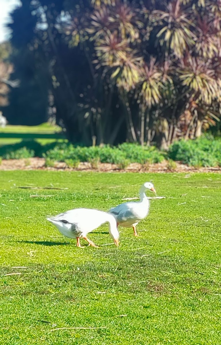 NikolaDiredja3's tweet image. Sunday is a fun day!✨

Good morning everyone🌞

... 🦢🦢

#HappyWeekend