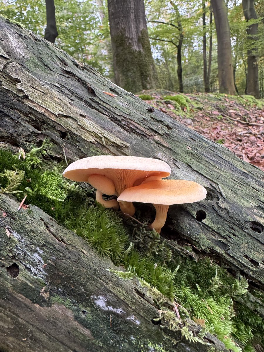 Het is toch net een jong gezin 😊
Ze lijken elkaar vast te houden en te beschermen.