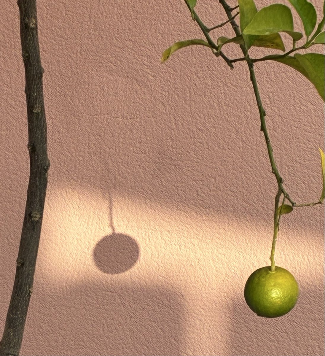 Clementine hopefully soon . #orangefarmer #Espana