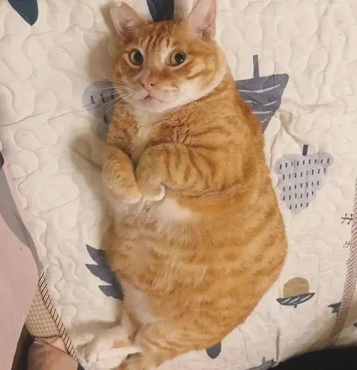ShouldHaveCat's tweet image. I can&apos;t get over this photo😭