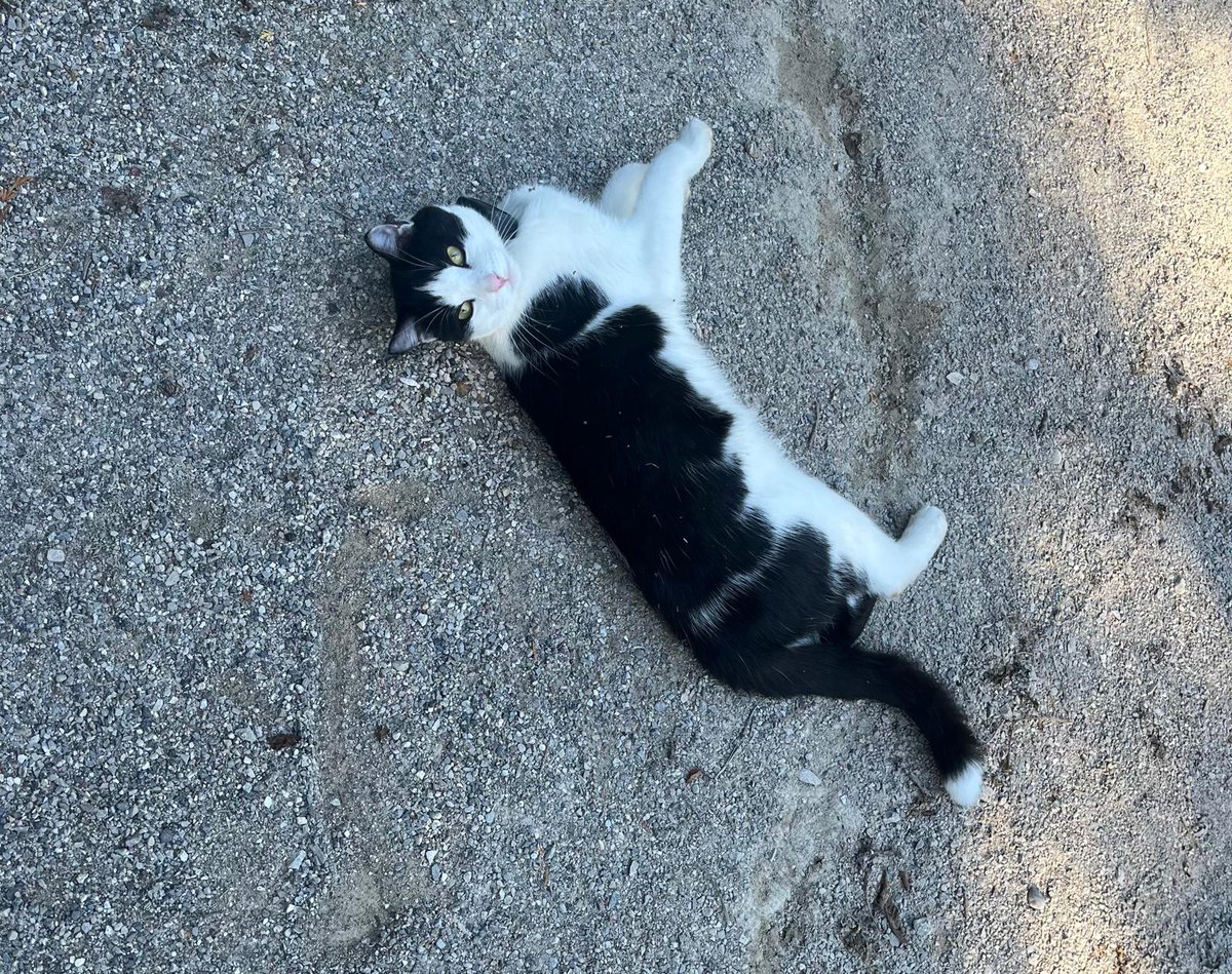 TheMediaMia's tweet photo. Found this little explorer today ๐โโฌโจ
Taking a quick break from business mode to enjoy nature with my new furry friend. Saturday energy = balanced ๐ผ๐ฟ
#SaturdayVibes #WeekendMood #CatInNature #BusinessAndChill #WorkLifeBalance #NatureWalk #CatLover #BlackAndWhiteCat https://t.co/xfX7Uo5BdI