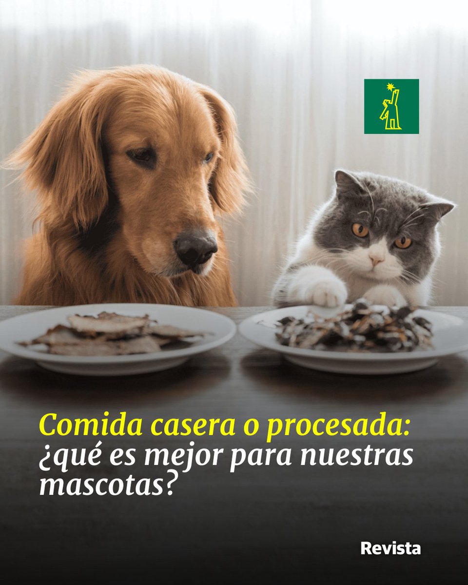 DiarioLibre's tweet image. ✨ |#RevistaDL| Entre alimentos frescos, crudos o comerciales, conocer los pros y contras ayuda a tomar decisiones informadas para el bienestar de nuestras mascotas.

ow.ly/qR4650Xab29  

#DiarioLibre #Alimentos #Mascotas #AlimentosProcesados #Conservantes #ComidaCasera