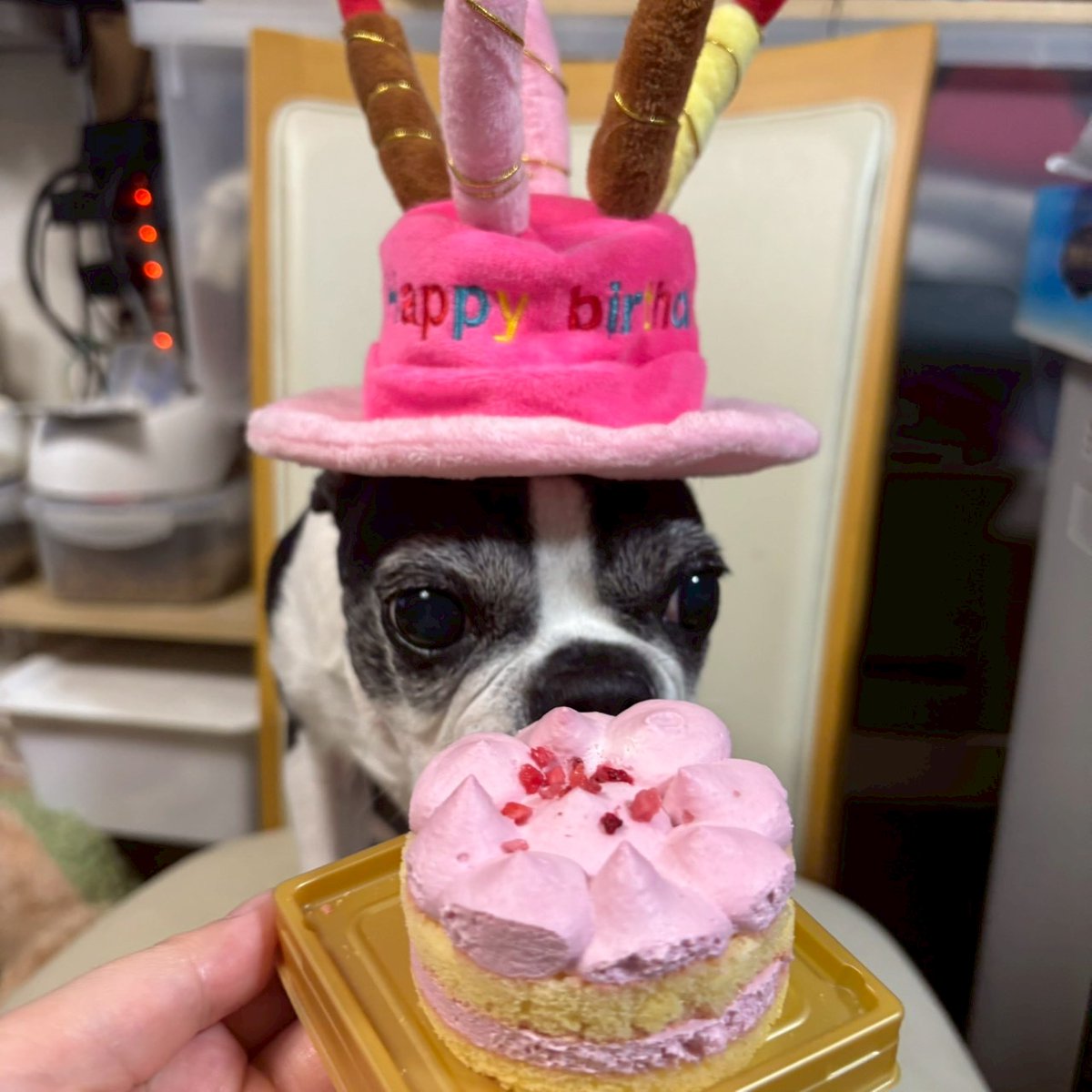 Hassyee's tweet photo. 2025/10/10ゆず🧁11歳🧁
Happy　Birthday
顔周りはだいぶ白くなりましたが動きは若者に負けていません（笑）俊敏です
あんずを遊びに誘う時の動きはびっくりする程に素早くてシニアだとは思えません❗ https://t.co/5l44MJwl9H