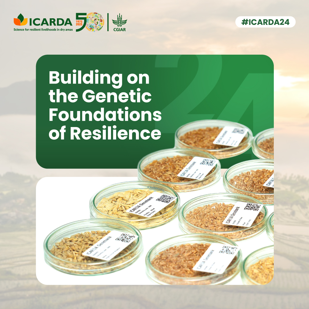 Protecting seeds = protecting the future 🔒🫘🌱

In 2024, amid a crisis in the region, we relocated 14 vital crop species and secured 9 more in Norway's Svalbard Global Seed Vault.

In the lead up to #WorldFoodDay, explore more in #ICARDA24 ➡️ annual-report.icarda.org/2024/genebanks…