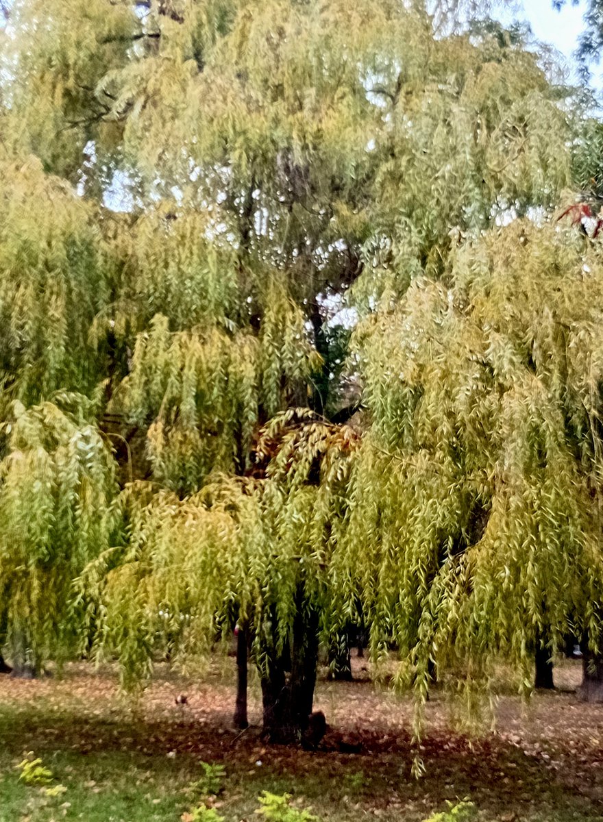 Катерина Галич tweet media