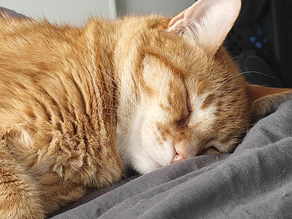 CryptoParadyme's tweet image. Cat tariffs now 100%

Continue scrolling