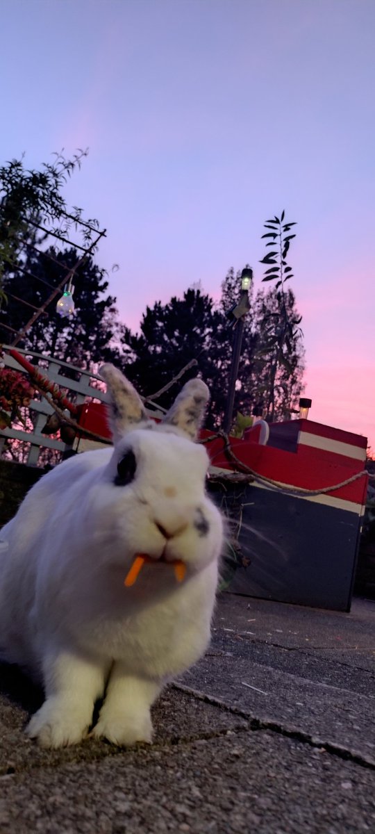 I vant to shuck your blood..  🦇🦇🧛‍♂️🧛‍♂️🐇🐇