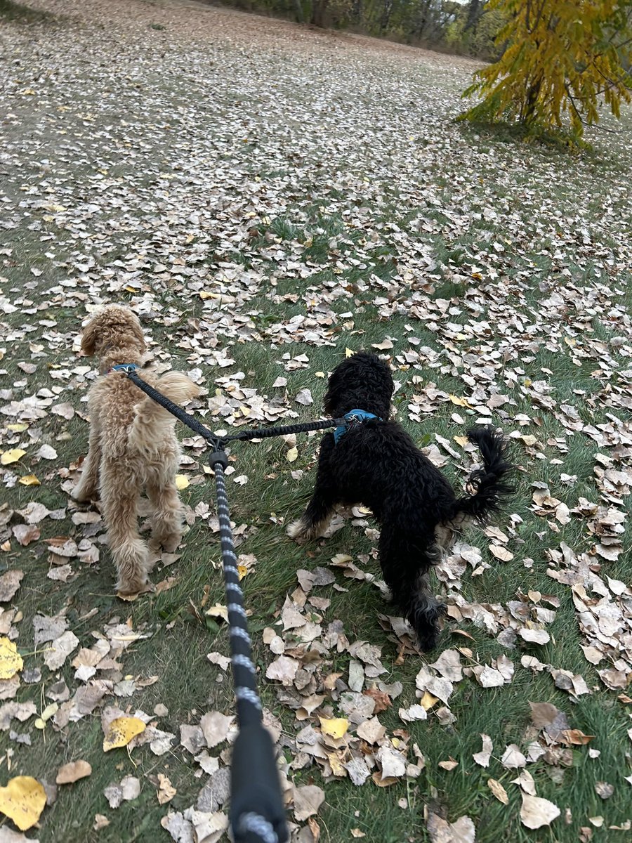 buch_darcy's tweet photo. Just about a year ago, still puppies and I was trying to figure them out…now can’t imagine life without ‘em. My dogs make me a better person…most of the time. 🩷 https://t.co/JpClwi9q6d