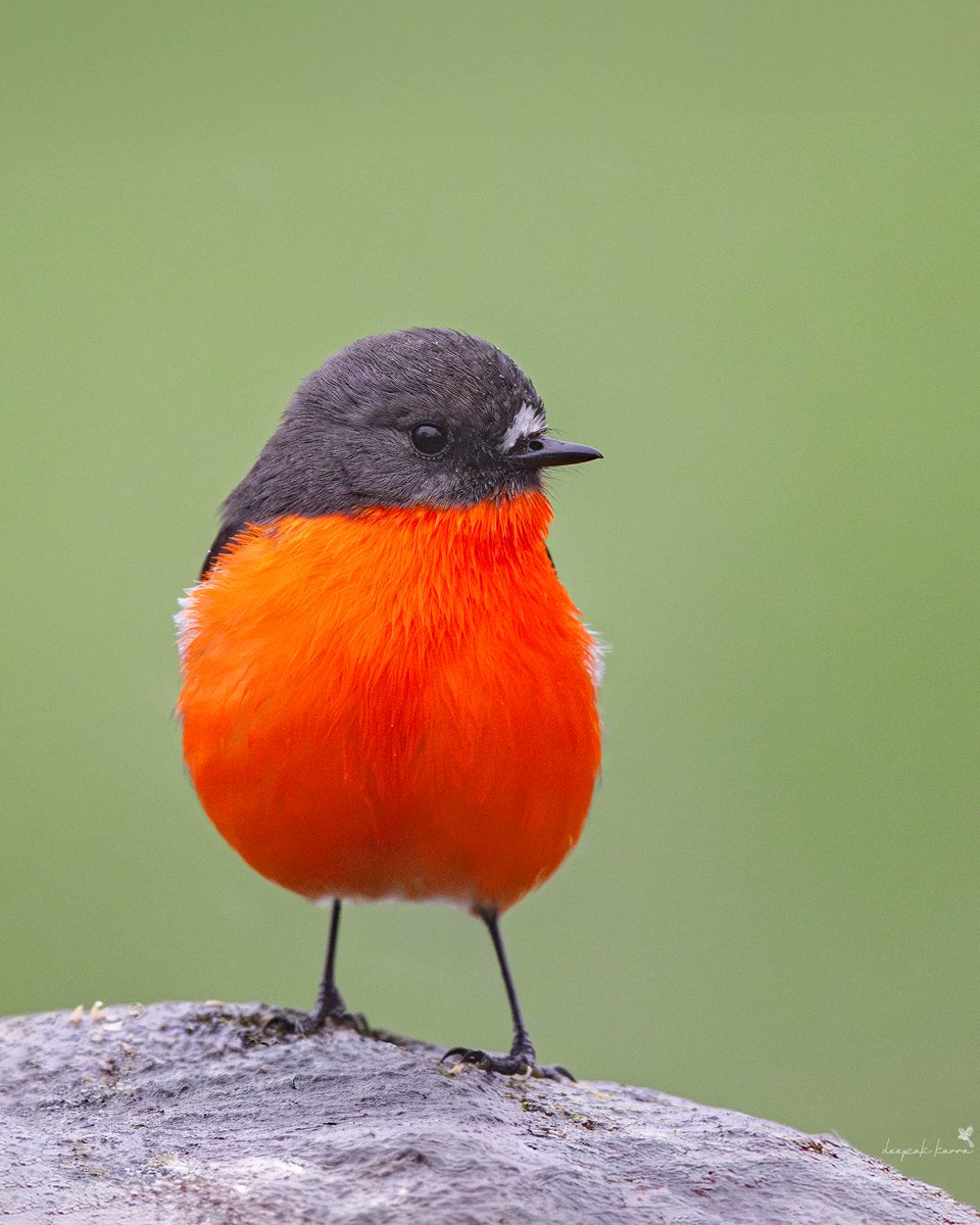 MbarkCherguia's tweet image. Flame Robin
(Petroica phoenicea).
Captured  in a cute upright pose, this pretty boy shows off its fiery orange-red  chest that contrasts beautifully with its soft grey feathers. Its  striking colours make it stand out against the natural backdrop. Love it  😍 

📸 deepak_karra…