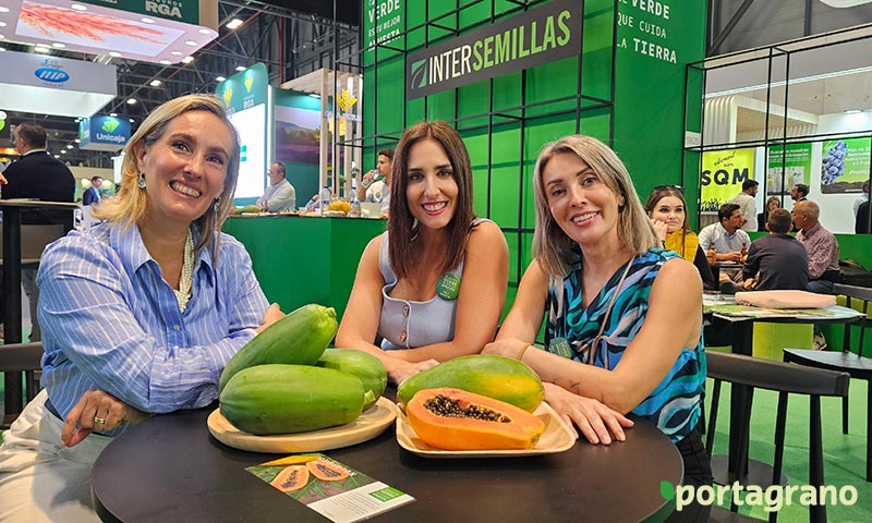 Portagrano's tweet photo. 🆙 Regueton es el nombre de la papaya de Intersemillas
https://t.co/WYv7Azg513
Regueton en la #papaya que lanza al mercado #Intersemillas. Porte bajo, precoz, frutos pequeños y adaptada a las condiciones del sureste de zonas productoras como #Almería y #Murcia
#semillas #seeds https://t.co/DrJcqV9B3R