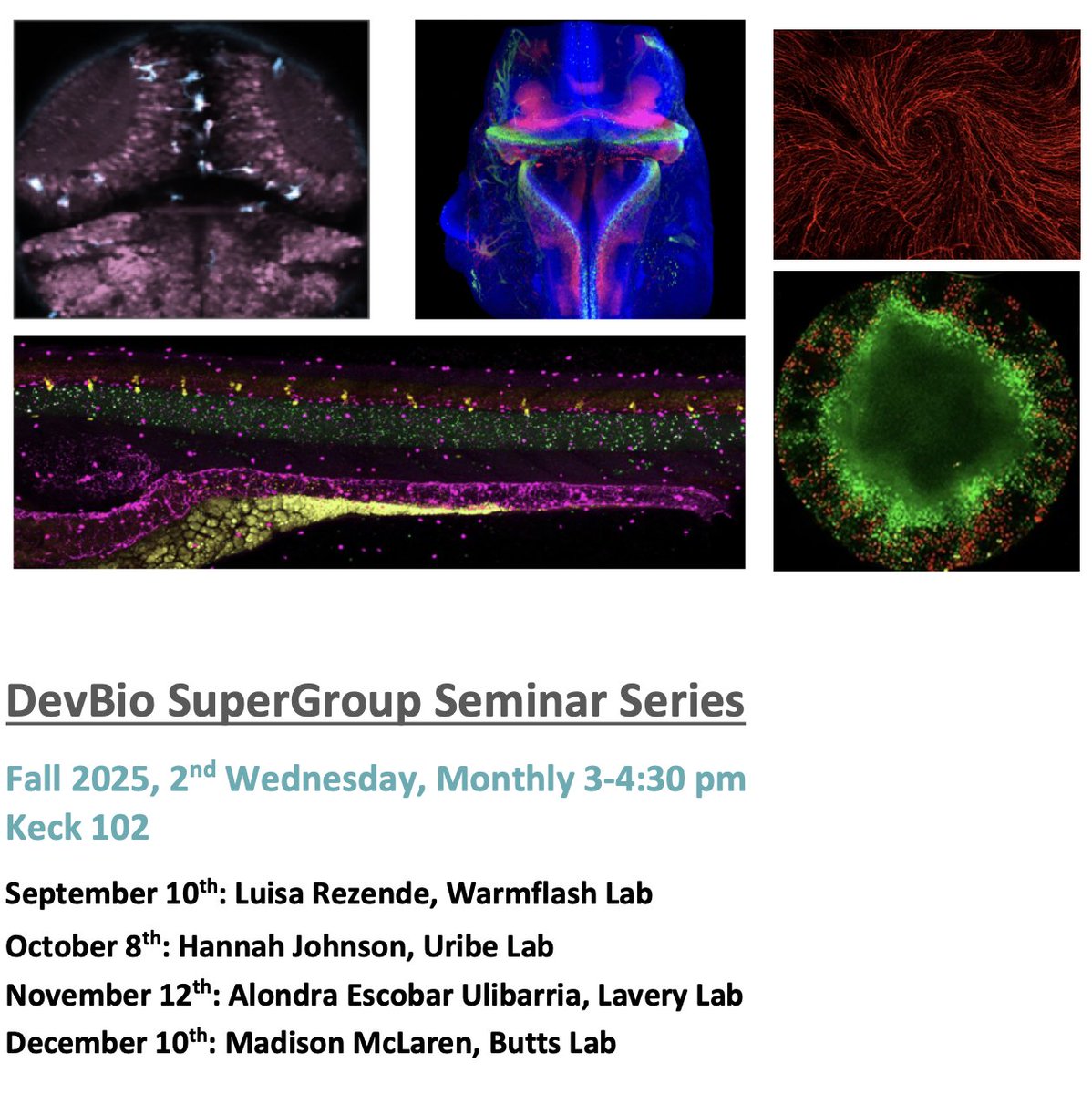 uribelabrice's tweet image. Continuing into the Fall 2025 semester, we have a great line up of talks at Rice University about #devbio, with a special focus on #neurodevelopment and #neurobiology 🧬🧪 #NeuroatRice