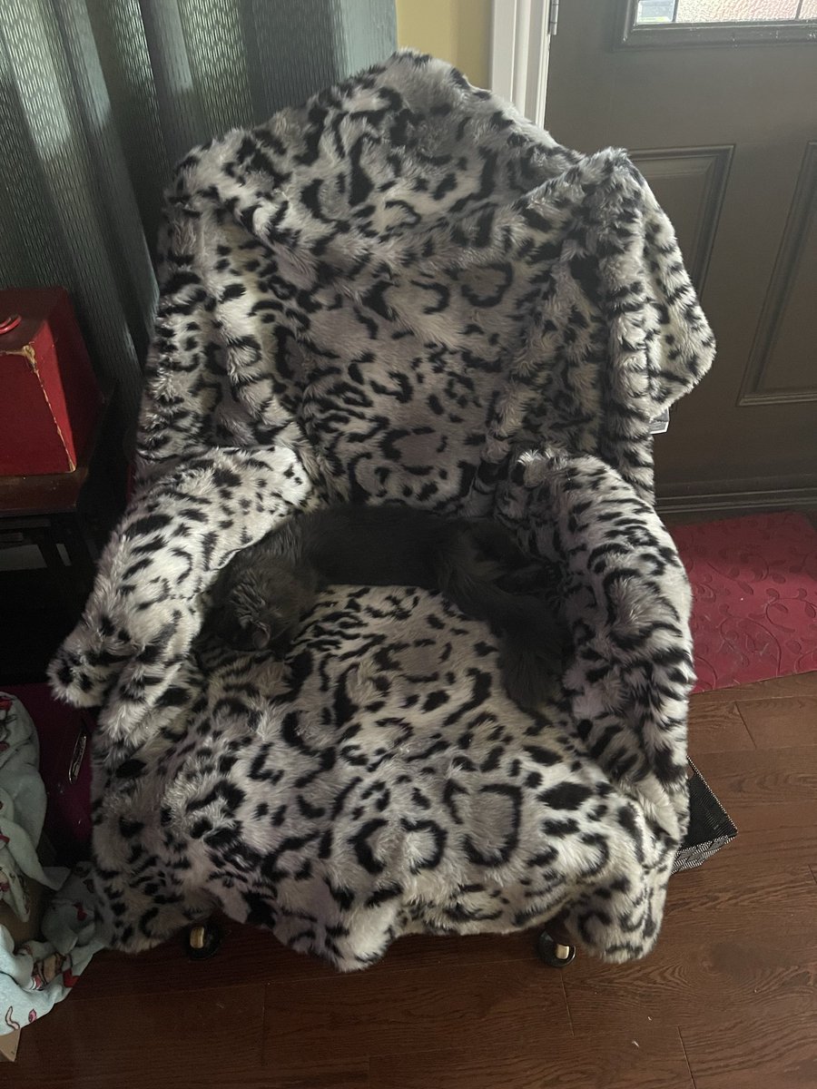 Happy Caturday… found my cat!!!