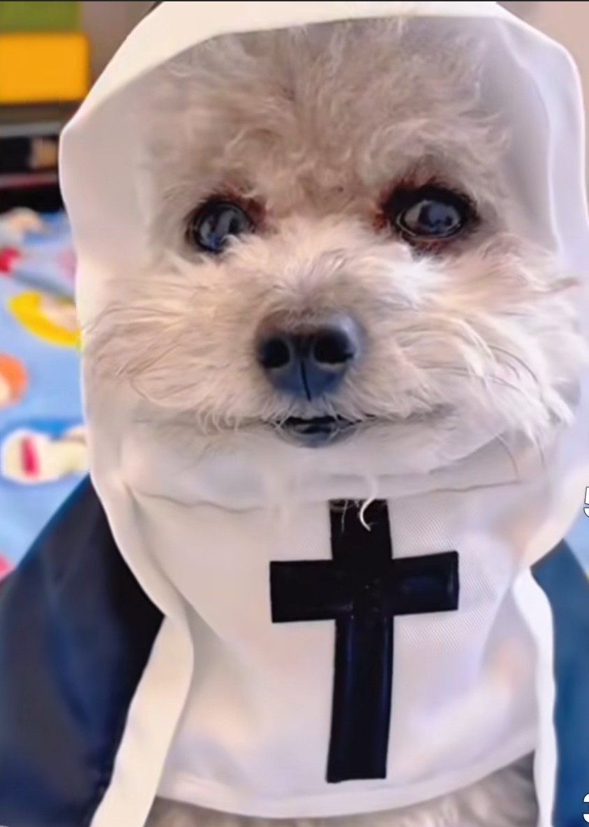 doghousesupp's tweet image. Drop a 🐶 if your pup’s Halloween costume lasted less than 5 minutes. We’ve all been there. 😅

 doghousesupplies.com

#DogCostumeFail #PetParentProblems #FunnyDogs #DogSupplies #DogLovers #HowlOWeenFun #DogHouseSupplies #PupHumor #DogLife #ShopNow