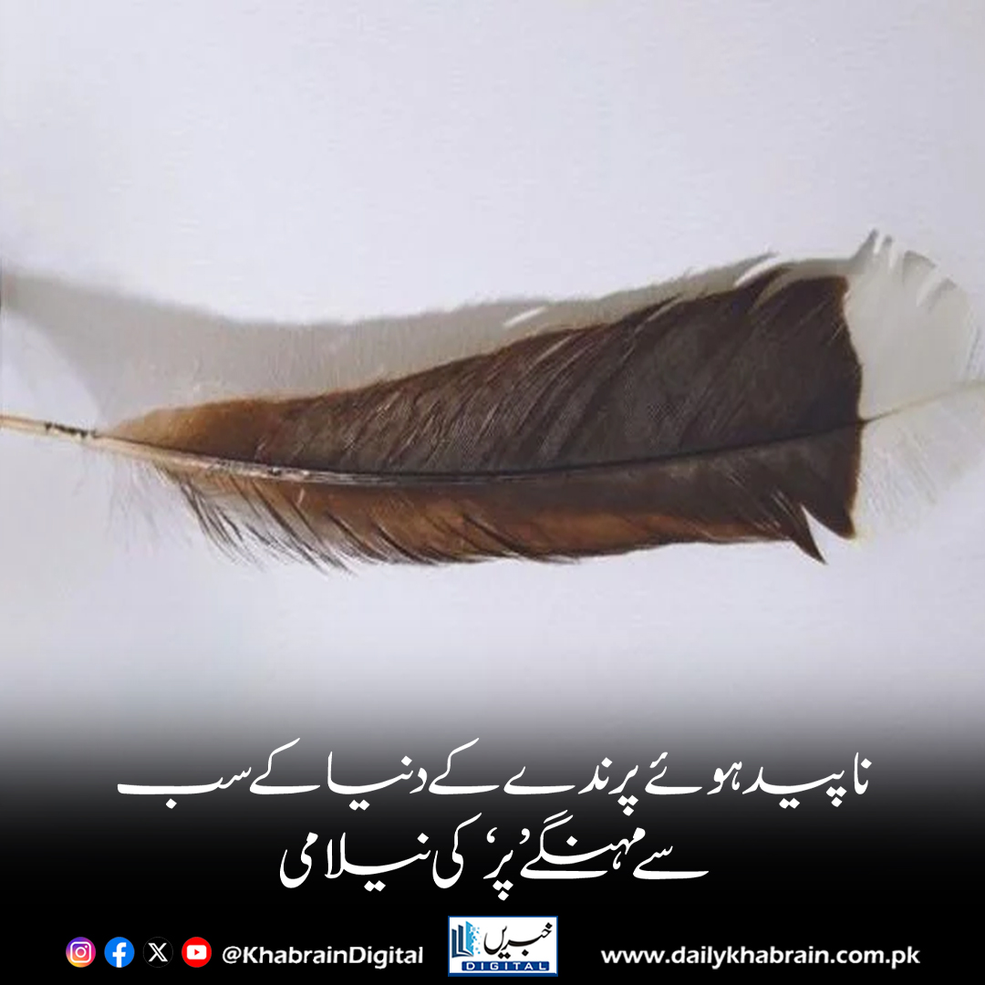 daily_khabrain's tweet photo. ناپید ہوئے پرندے کے دنیا کے سب سے مہنگے ’پر‘ کی نیلامی
#khabraindigital
#KhabrainDigital #ExpensiveFeather #ExtinctBird #RareFind #AuctionNews #WildlifeHistory #CollectorsItem #ViralNews https://t.co/YmSwDc3WAB
