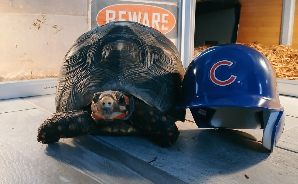 MassiveTortoise's tweet image. Game 5 tonight for my favorite MLB team. Let&apos;s go Cubs!
@Cubs @WatchMarquee @MLB 

#goCubsgo 
#Cubs
#MLBPlayoffs