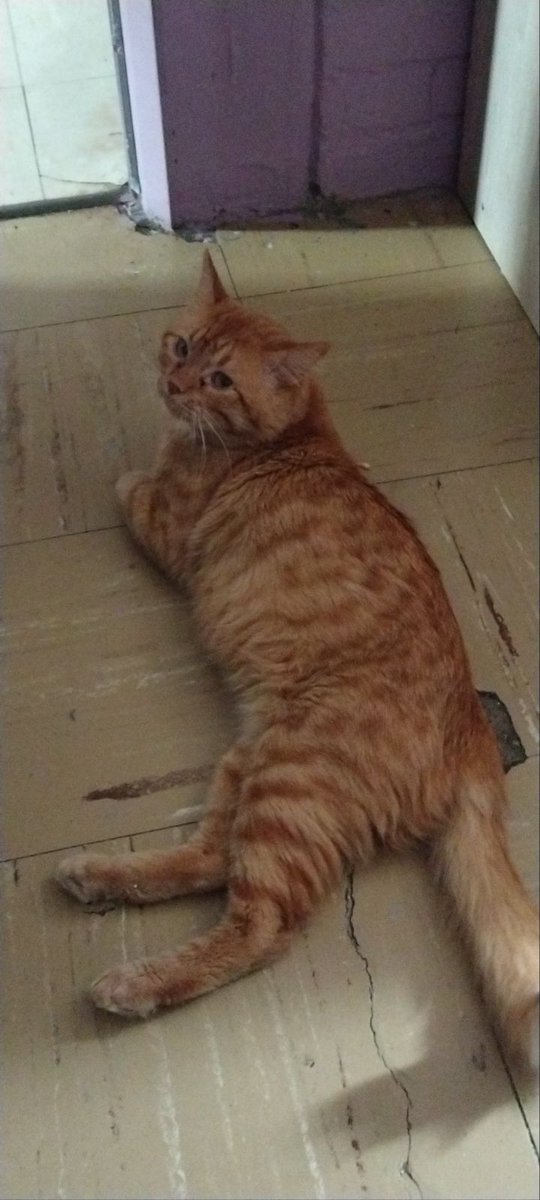 🌸Zetalina🌸🐽 tweet media