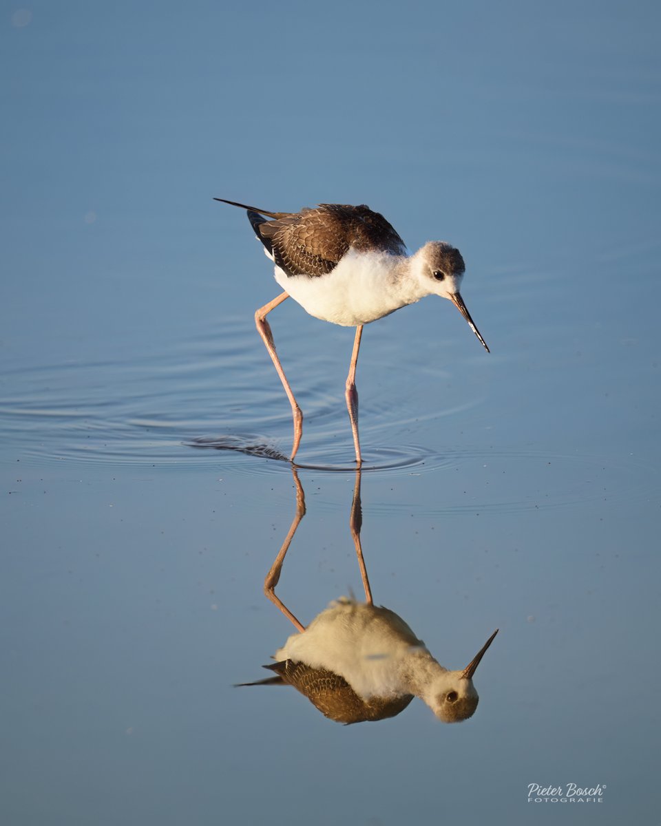 Een sierlijke steltkluut, perfect gespiegeld in het stille water.  #vogelfotografie #steltkluut #natuurmoment