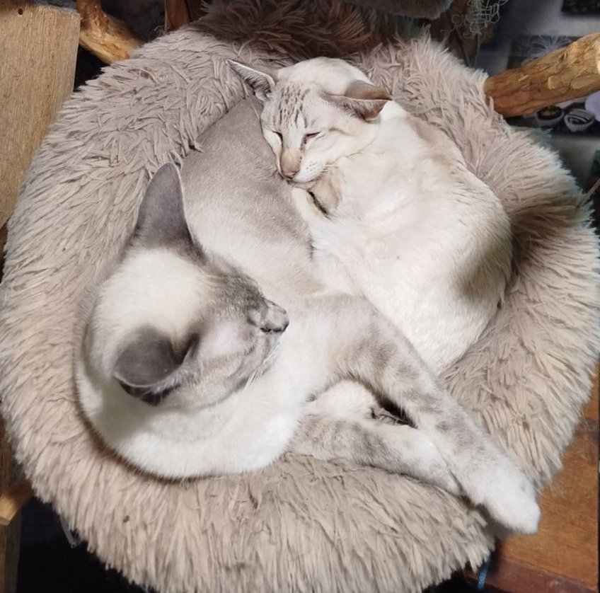 Снежинка и Арнольдик.. Доброй ночи!